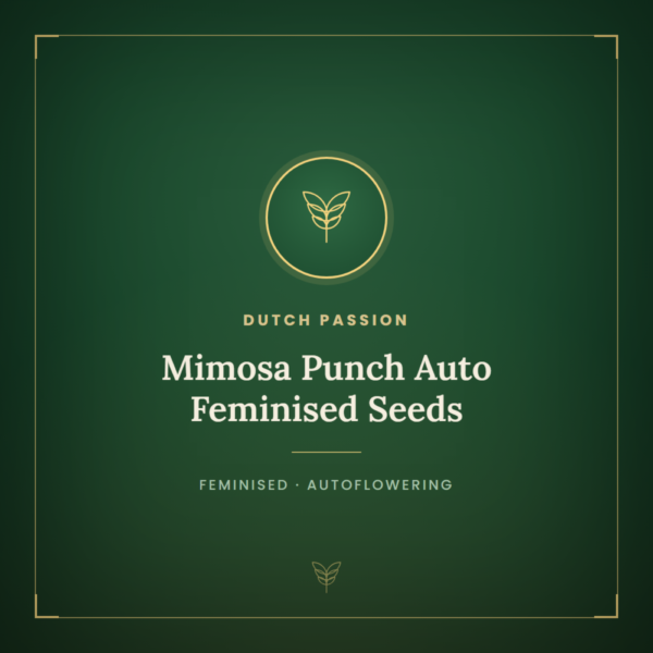 Mimosa Punch Auto Feminised Seeds