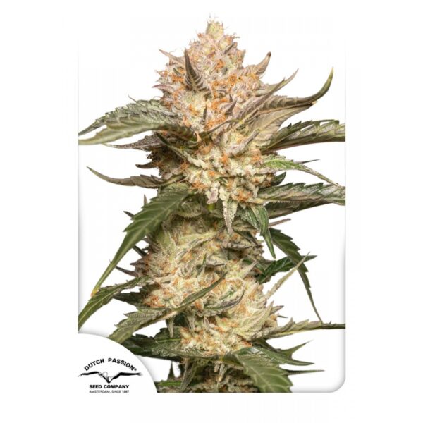 Trichome & Cream Auto Feminised Seeds