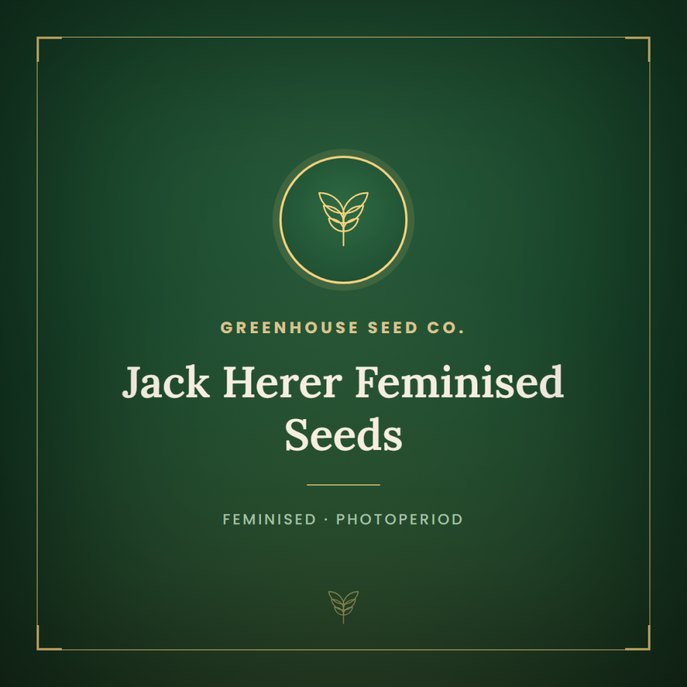 gh-jack-herer-fem-1000x1000-0.png