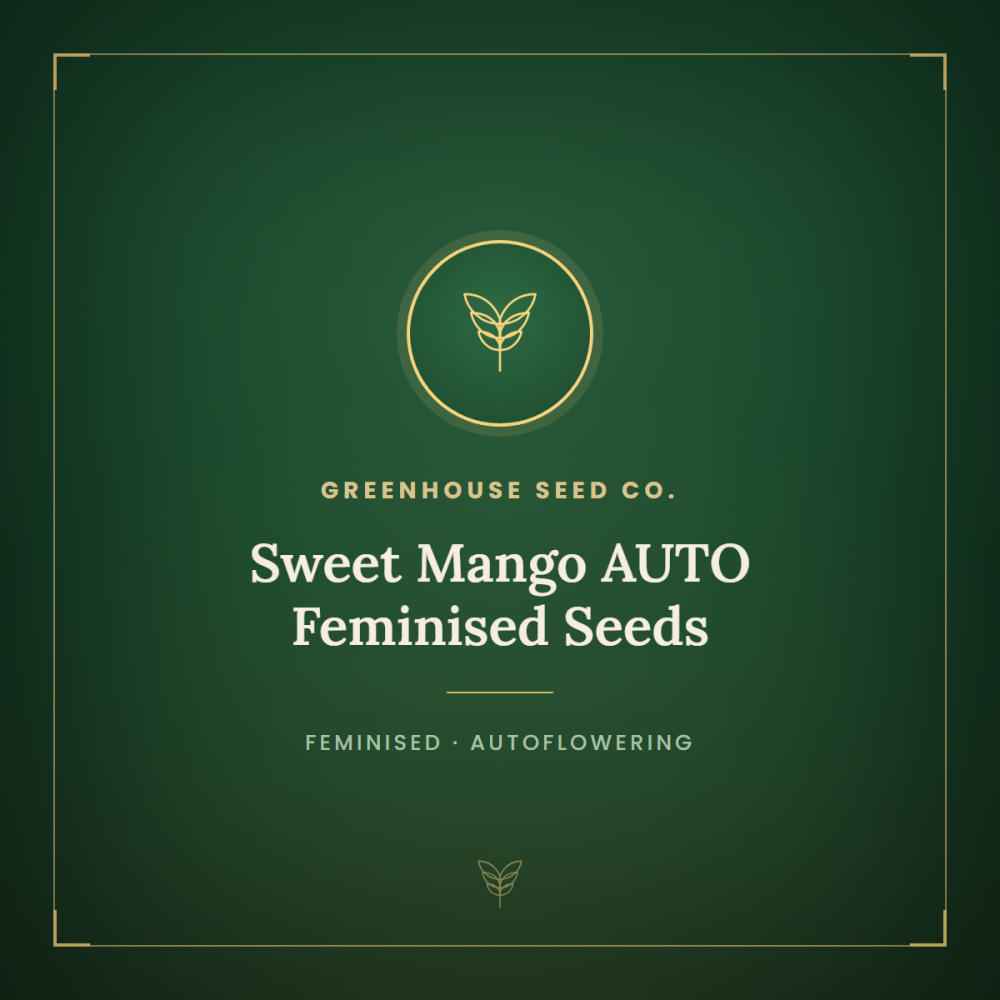gh-sweet-mango-AUTO-fem-1000x1000-0.png