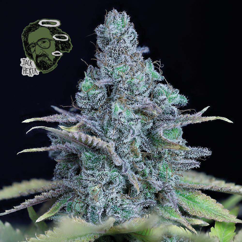 jack-herer-fem-1000x1000-0.jpg