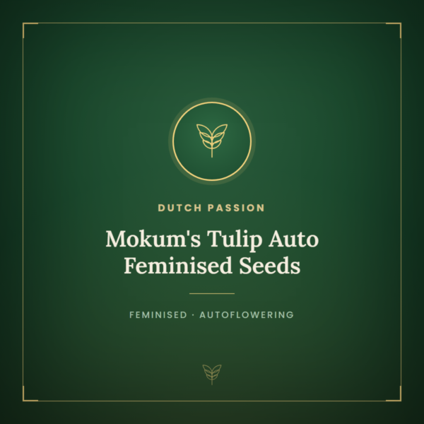 Mokum's Tulip Auto Feminised Seeds