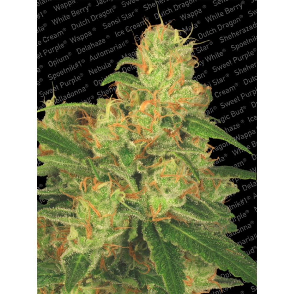 para-autoacid-1053-fem-1000x1000-0.jpg