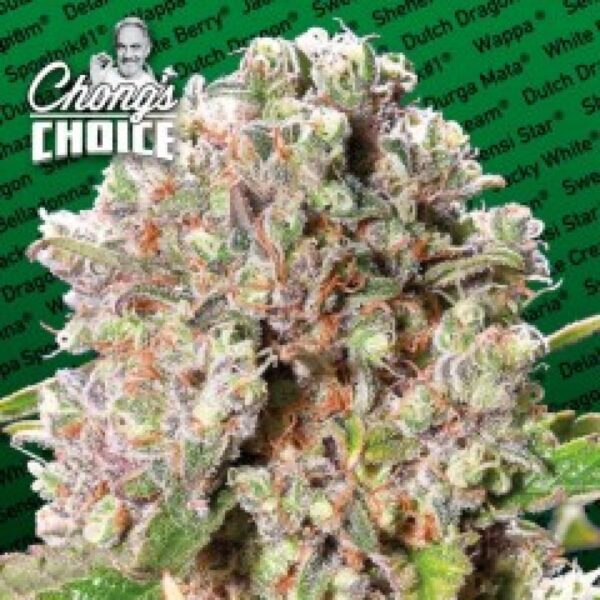 Mendocino Skunk Feminised Seeds