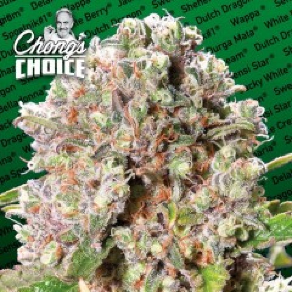 para-mendocinoskunk-fem-1000x1000-0.jpg