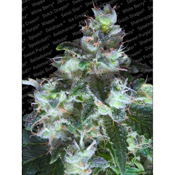 Original White Widow (IBL) Feminised Seeds