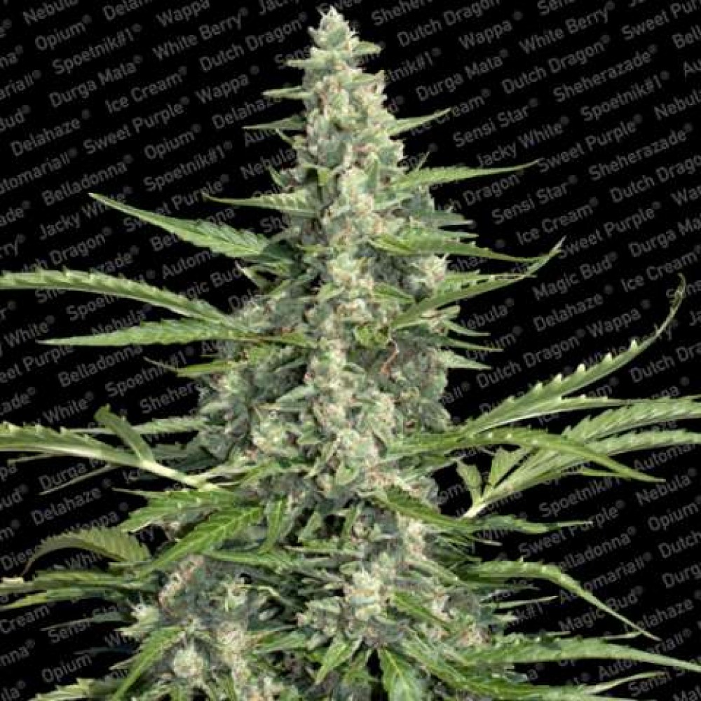para-pandora-fem-1000x1000-0.jpg