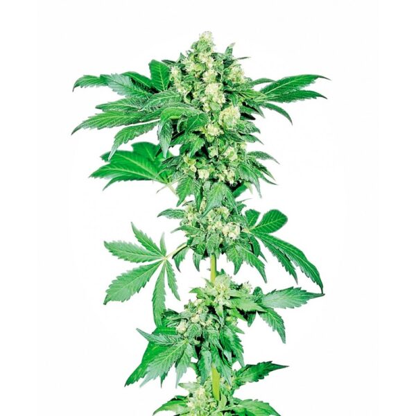 Afghani #1 Feminised Seeds
