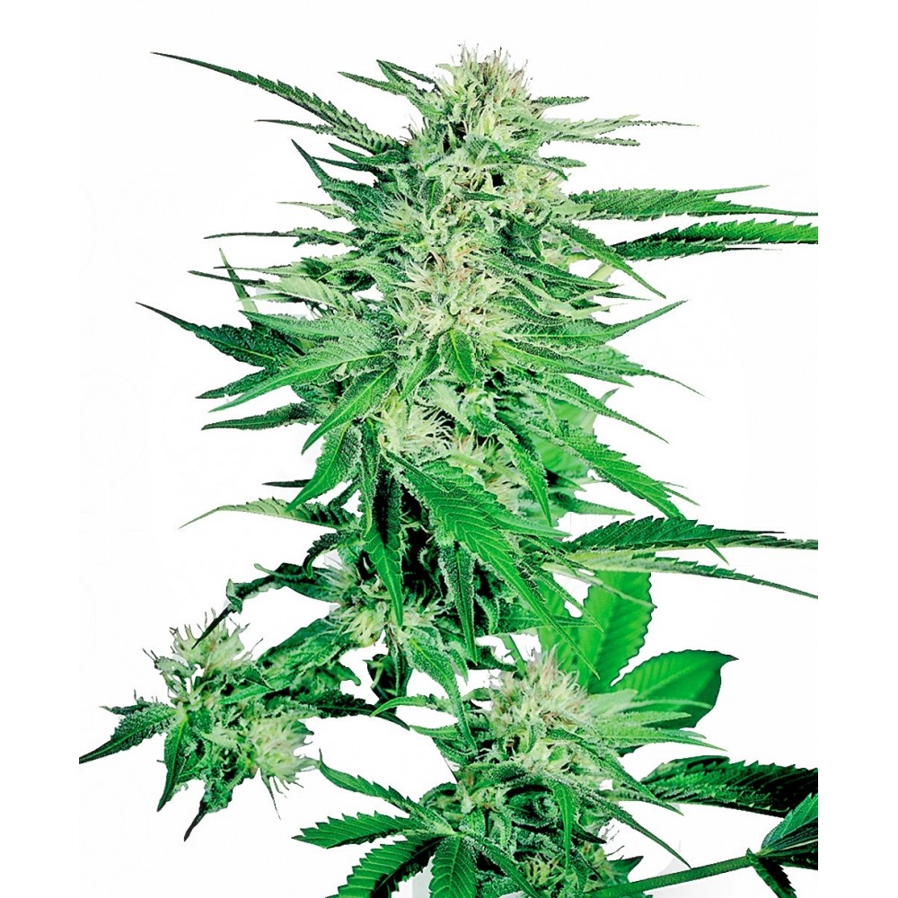 sensi-bb-fem-1000x1000-0.jpg