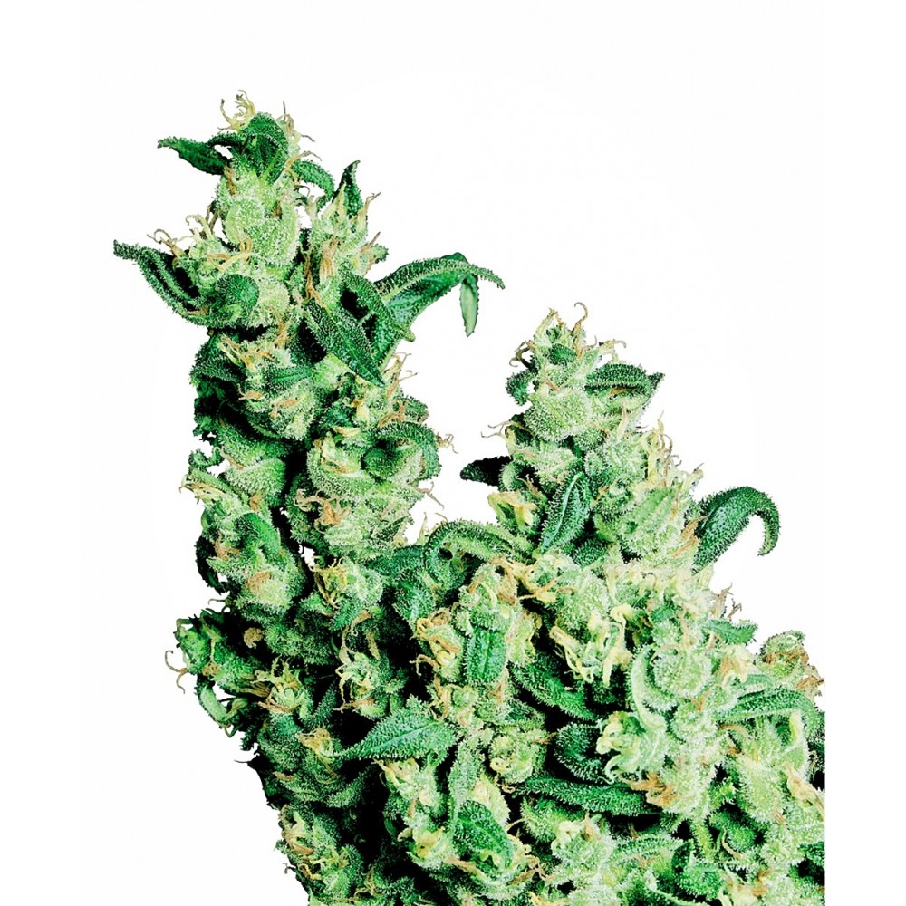 sensi-jack-herer-fem-1000x1000-0.jpg