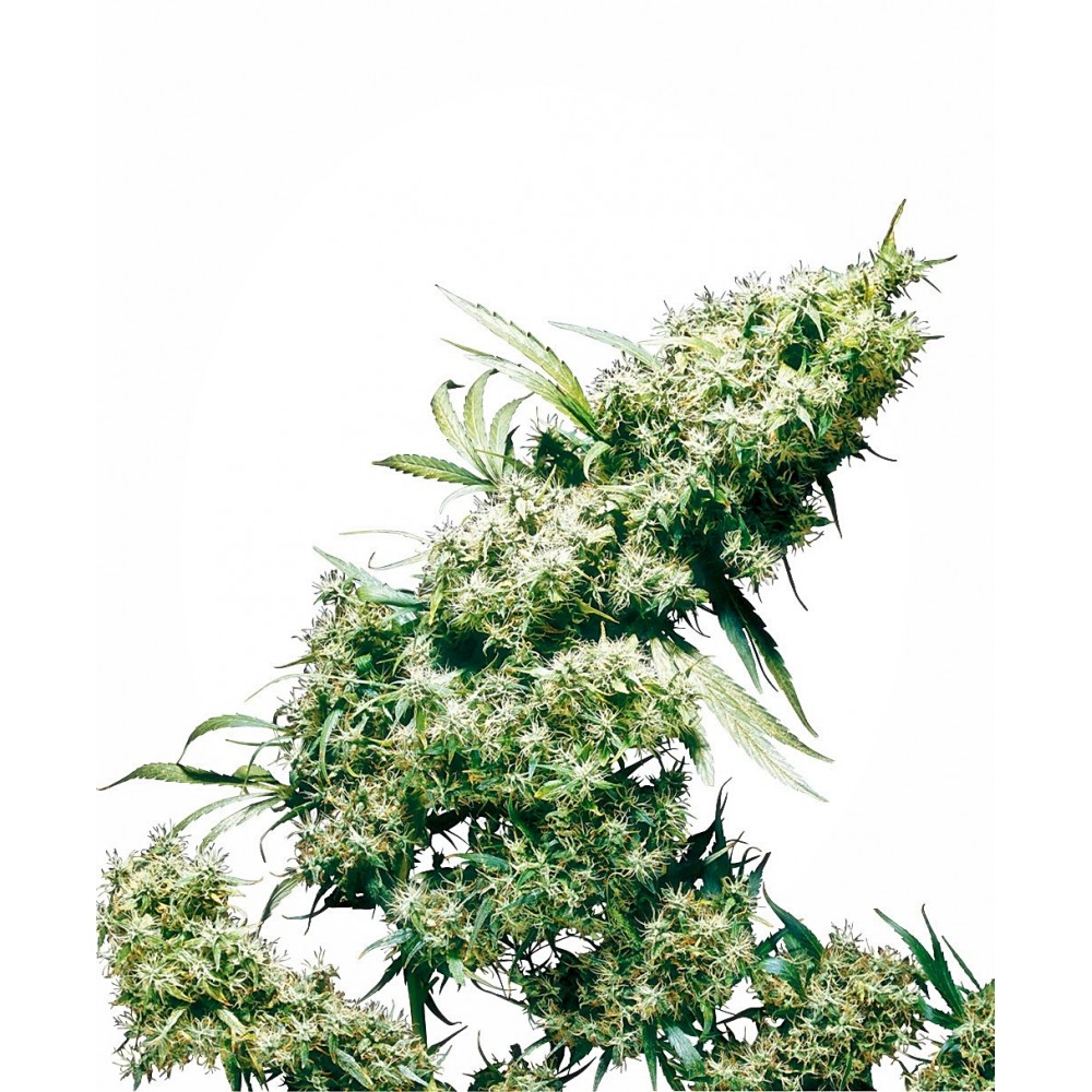 sensi-jampearl-fem-1000x1000-0.jpg