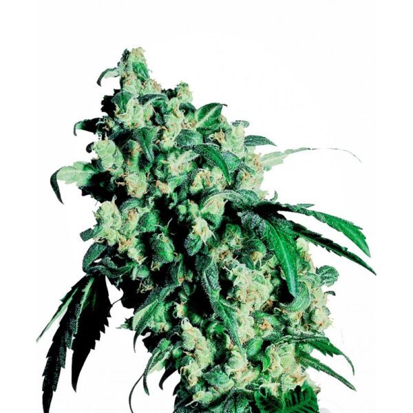 Super Skunk Feminised Seeds