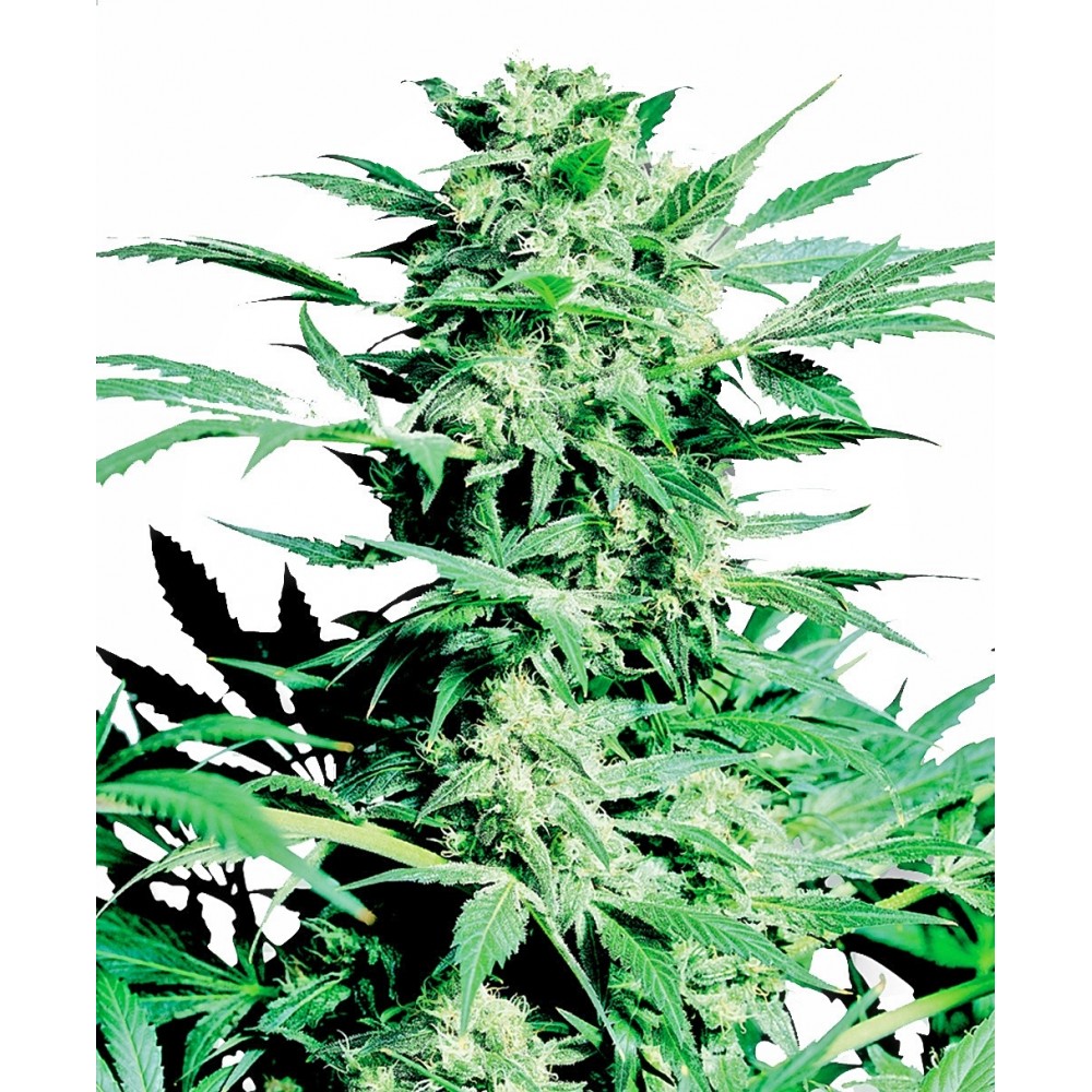 sensi-ssk-fem-1000x1000-0.jpg