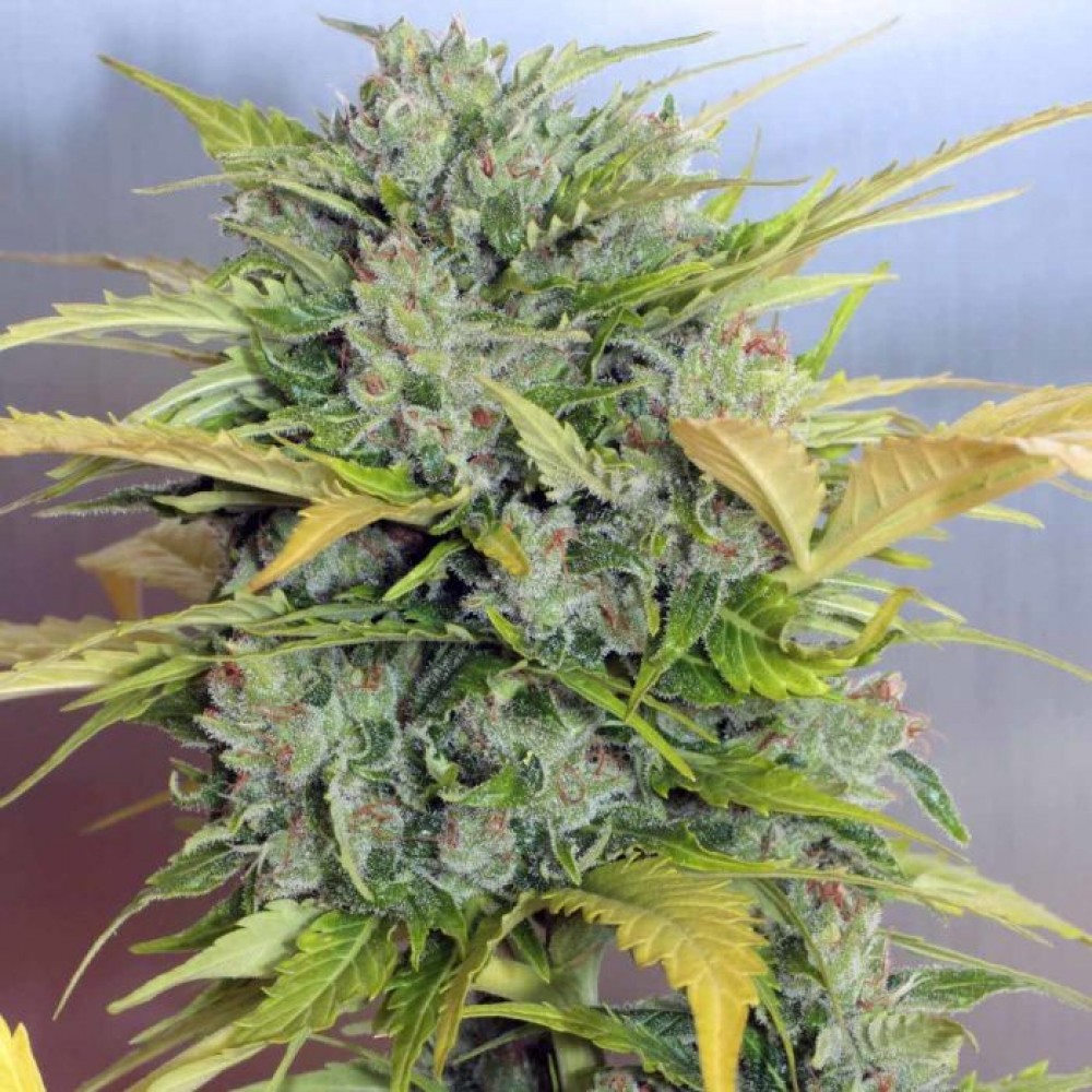 serious-ak47-auto-feminised-seeds-1000x1000-0.jpg