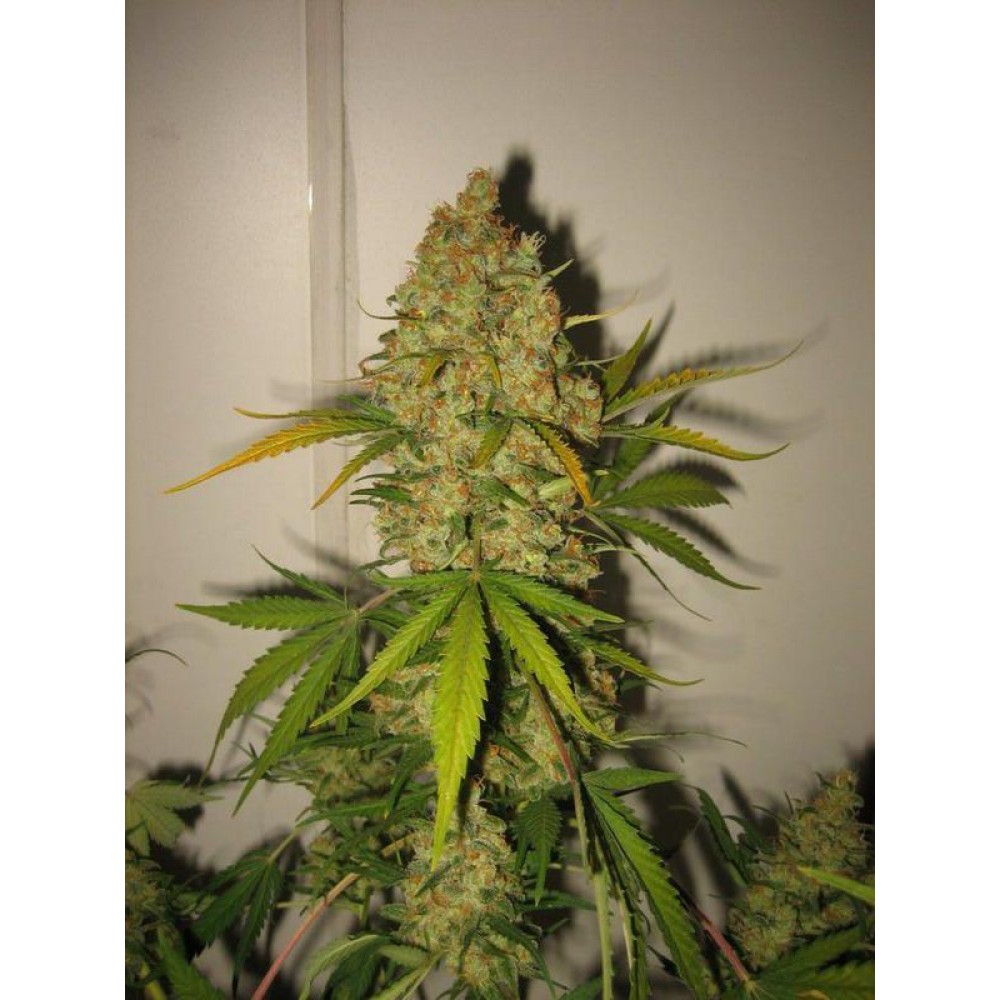 skunk-spec-female-1000x1000-0.jpg